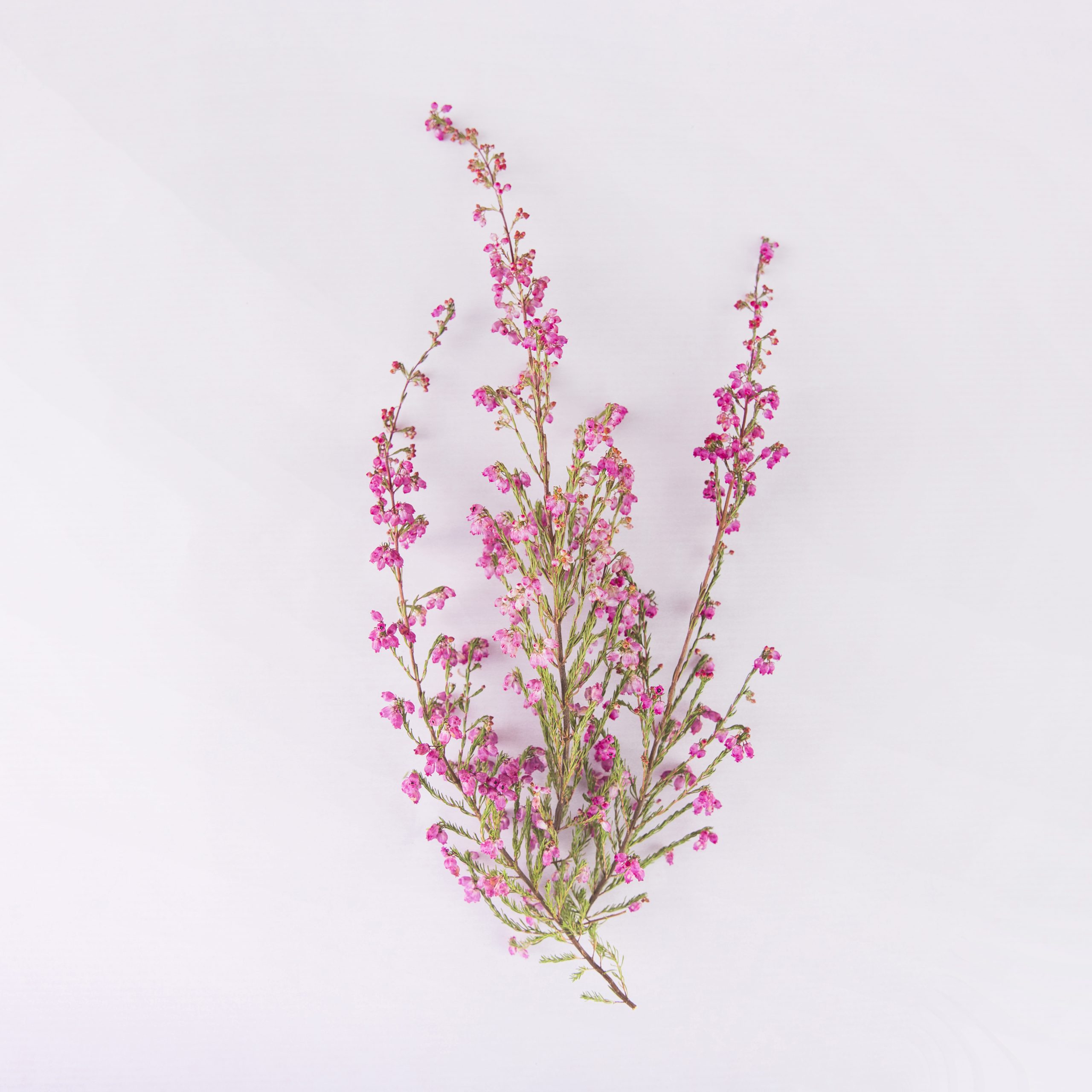 Soft floral fragrances